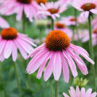 CONEFLOWER