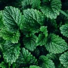 MENTHOL